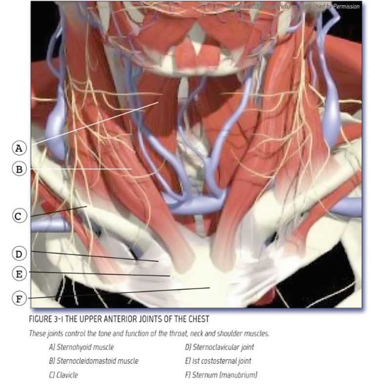 Rib Cage North Oakland Chiropractic Clinic